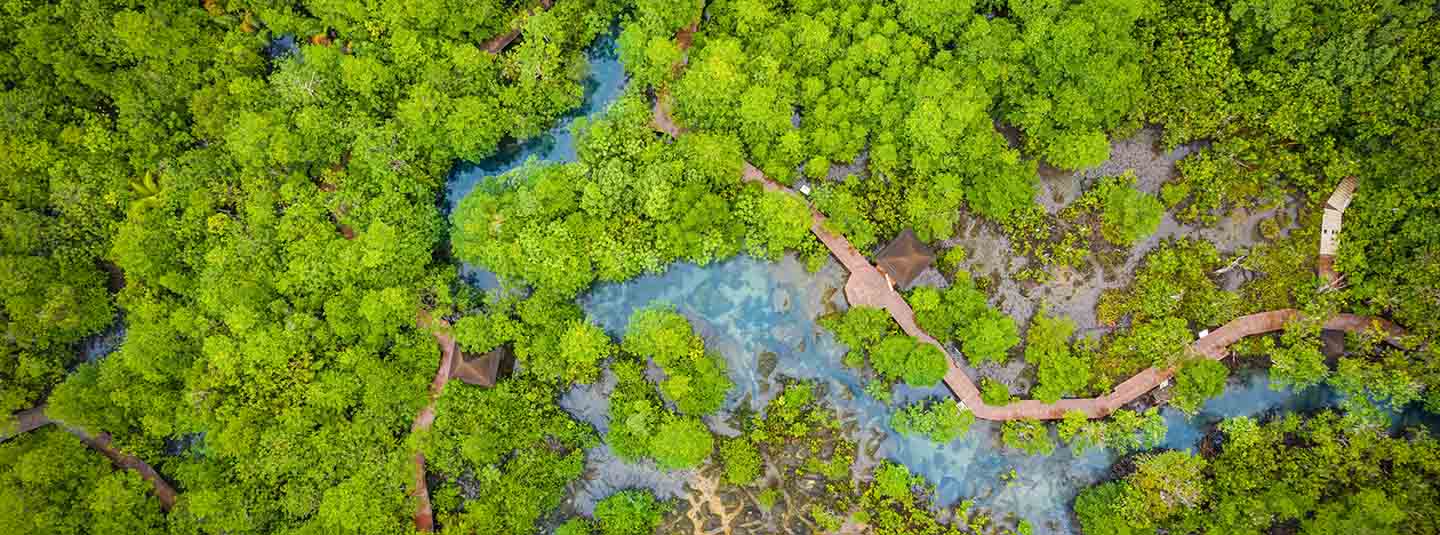 Aerial view of a mangrove forest