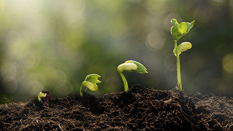 Four seedlings in a row progressively taller. 