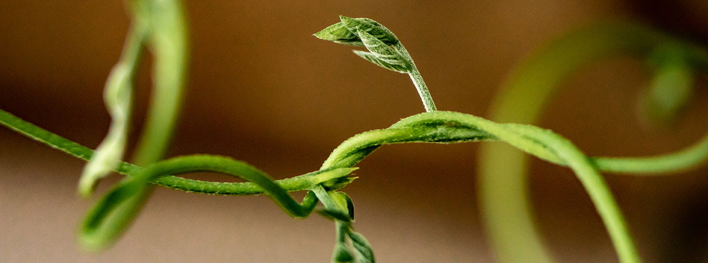 Close up of a small leaf on a twisted vine