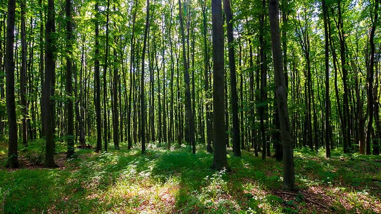 Light filtering through tall trees in a forest