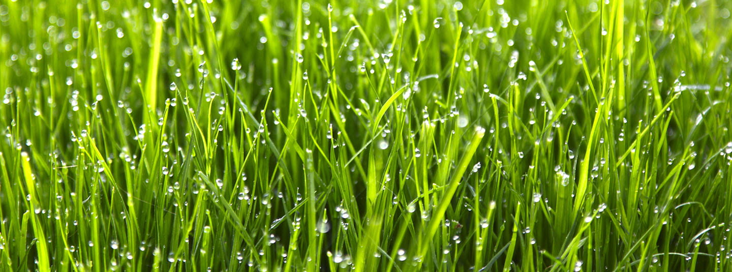 Dew on grass